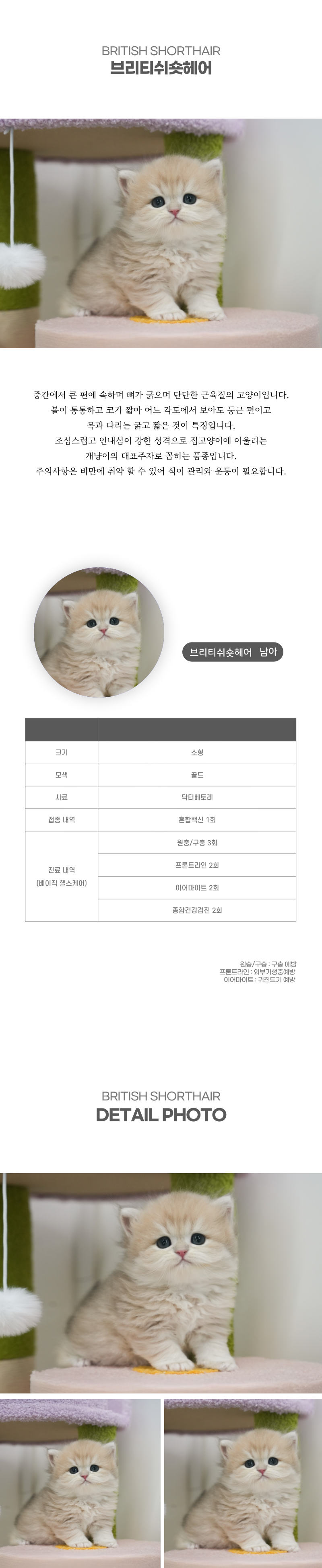 브리티쉬숏헤어_상세이미지_2